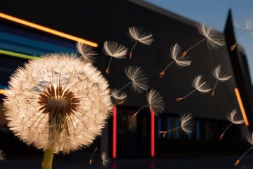 casino dandelion seeds drift